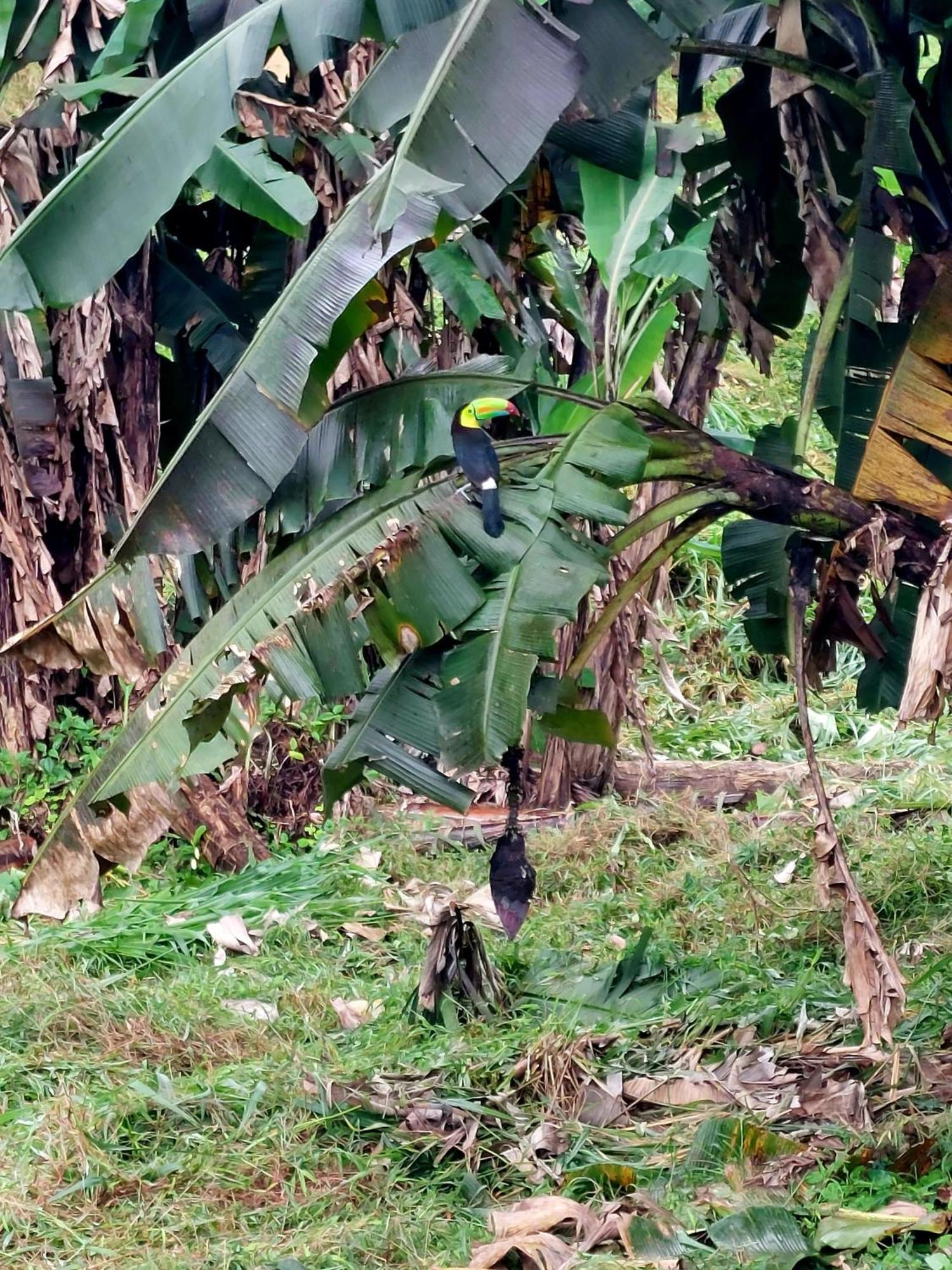 Rustico Villa Arenal La Fortuna Exterior foto